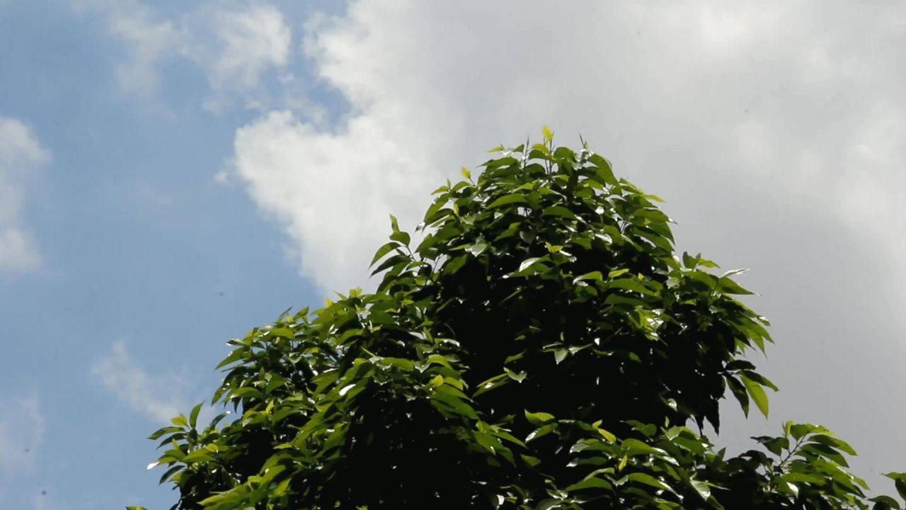 白兰树顶飘过的白云