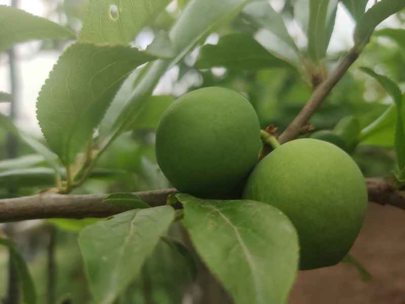 生长中的李子
