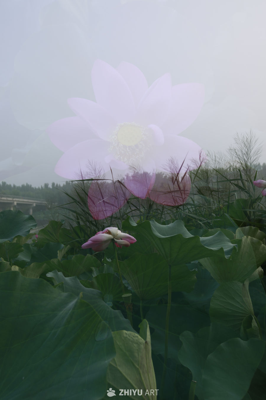 莲之静谧