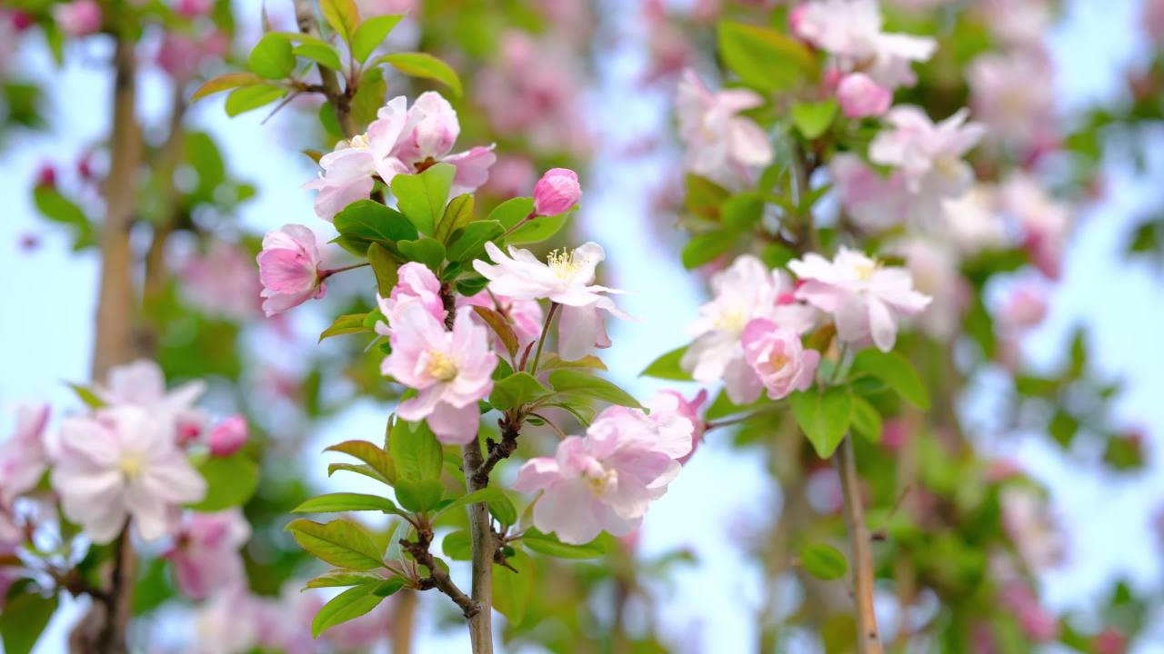 花 6