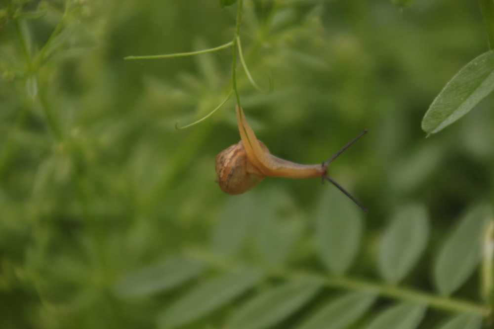 蜗牛