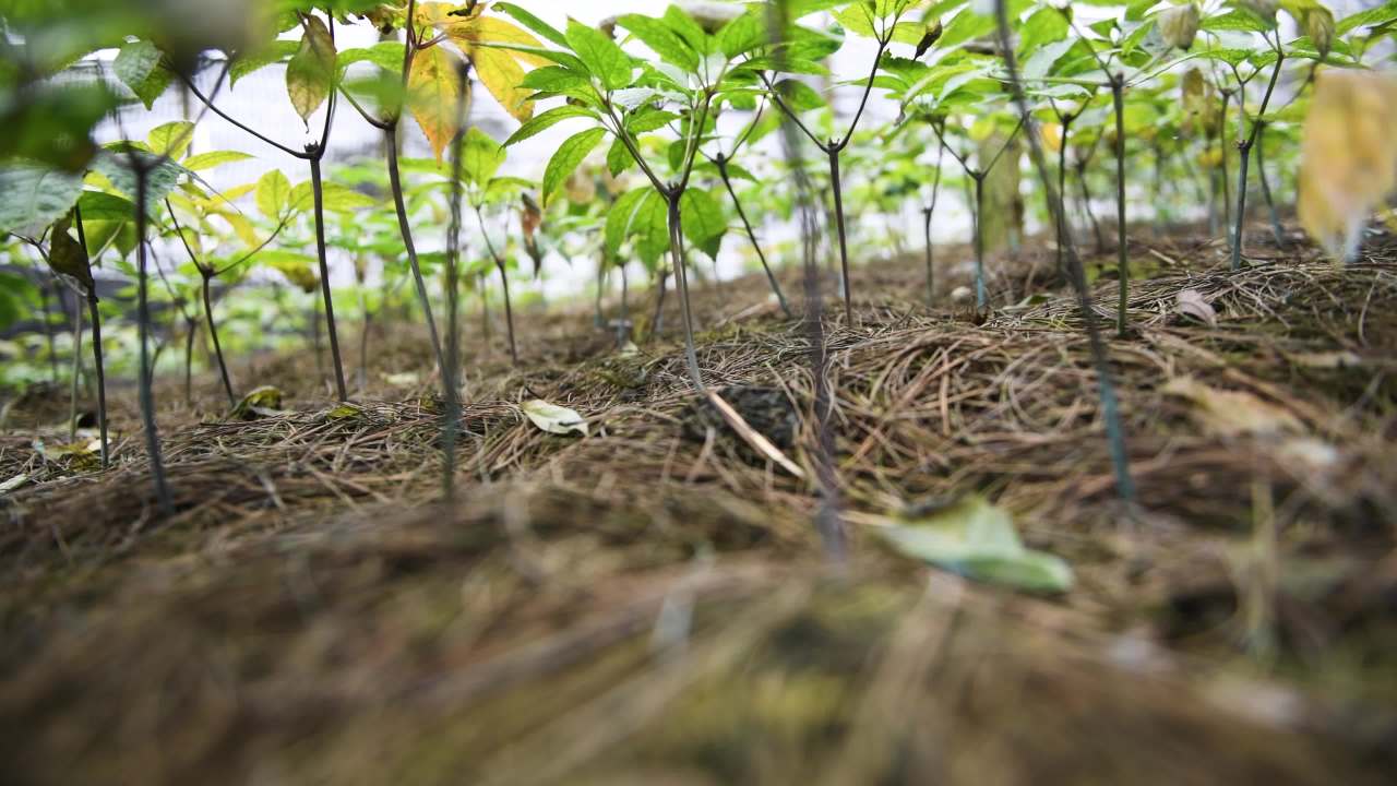 4k中药材种植  三七特写