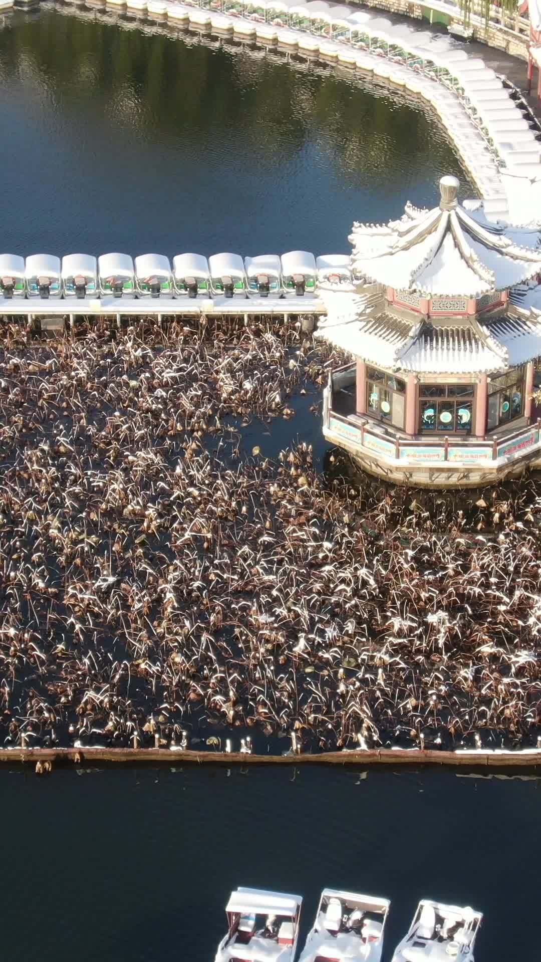 冬日湖畔天鹅群