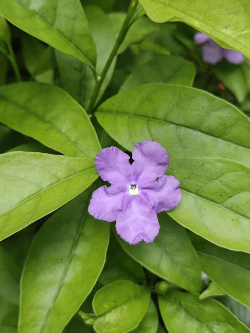 紫色花