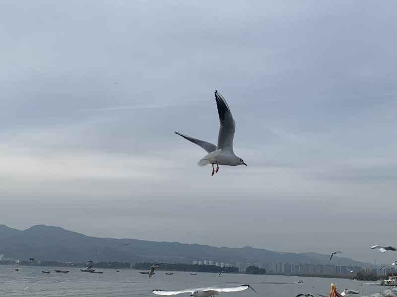 海鸥 18