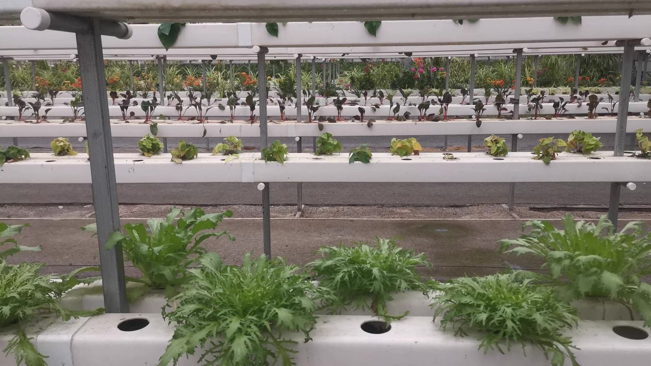 现代农业大棚蔬菜种植基地实拍