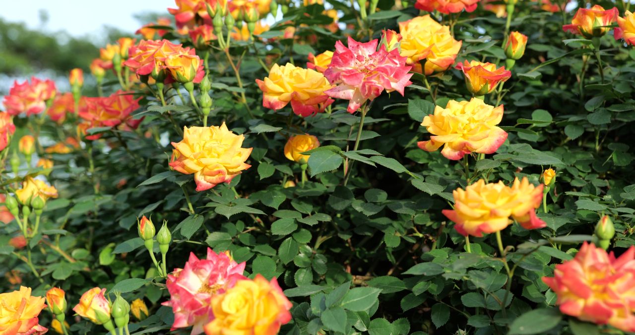 月季花