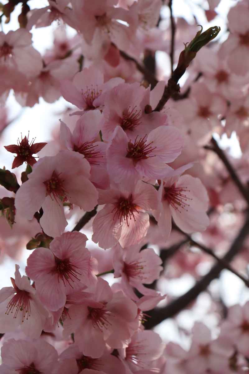 春日美好校园随拍 24