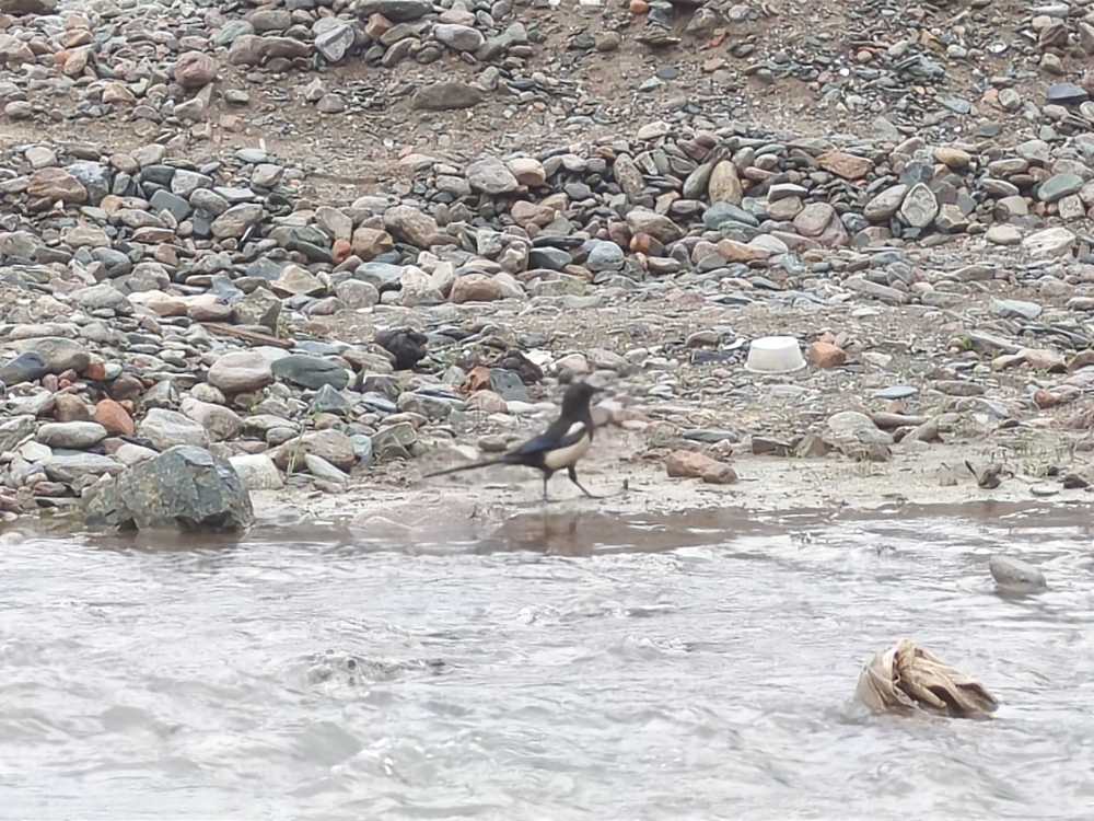 鸟