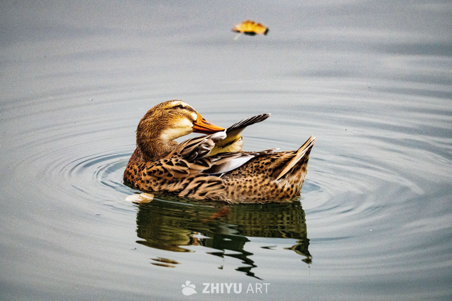 鸭子梳理羽毛的宁静瞬间