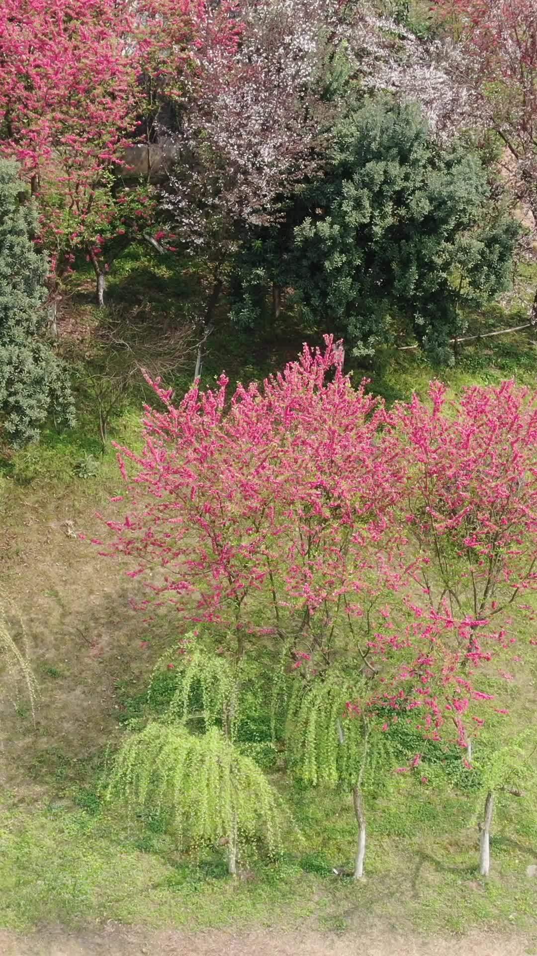 春日花海