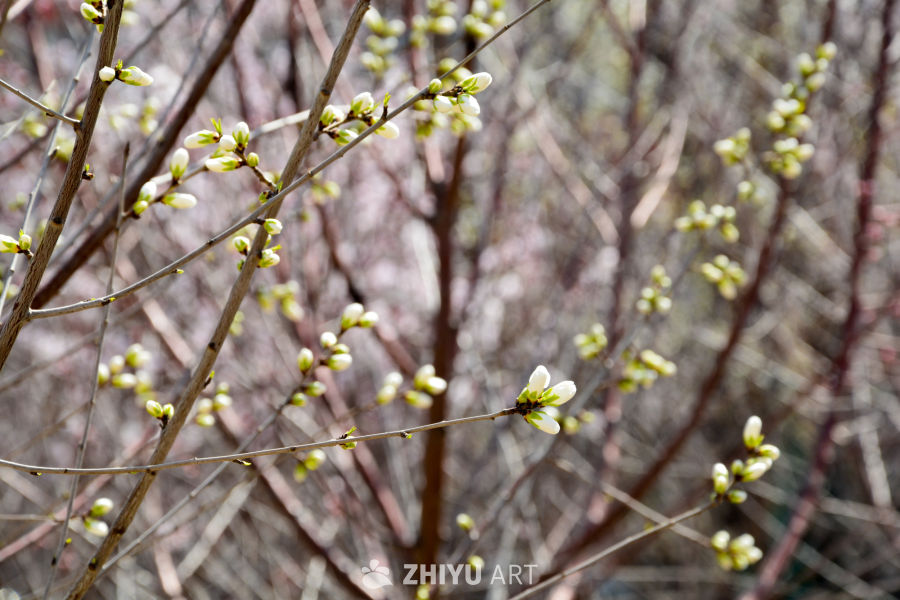 春花山桃