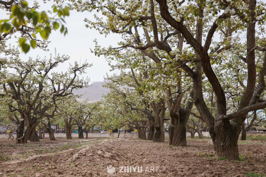 甘肃皋兰县什川镇：梨花绽放果园农民授粉忙 24