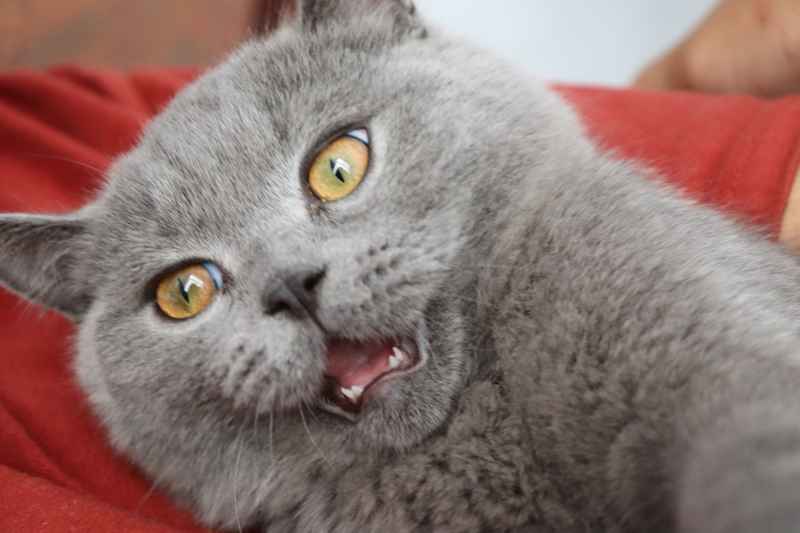 蓝猫自拍 20