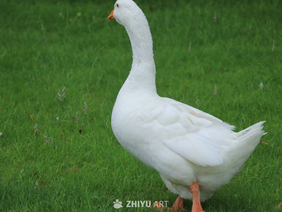 白鹅漫步绿草地