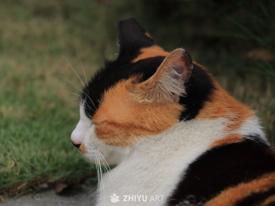 三色猫的侧脸时光