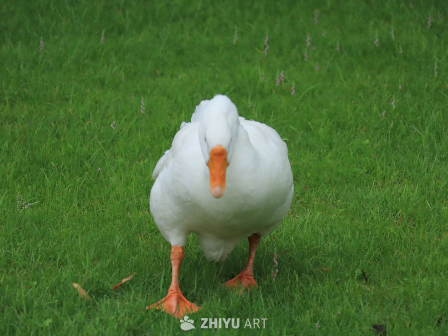 白鹅在绿草地上