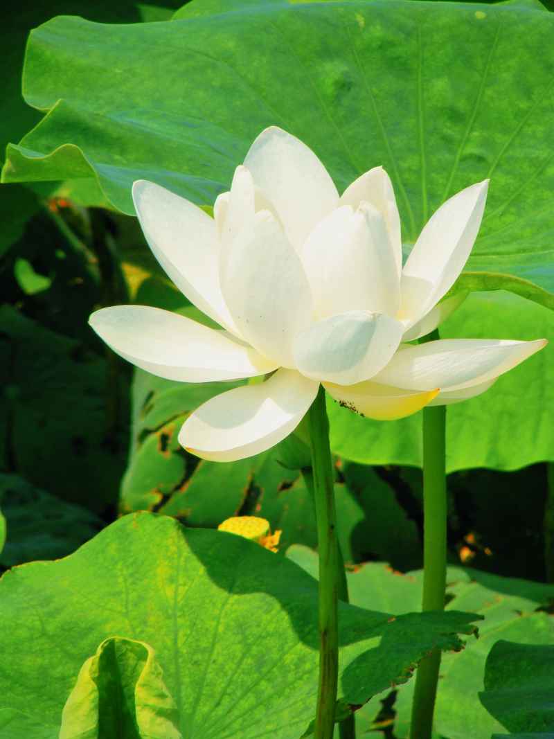 “水中君子”——荷花 16