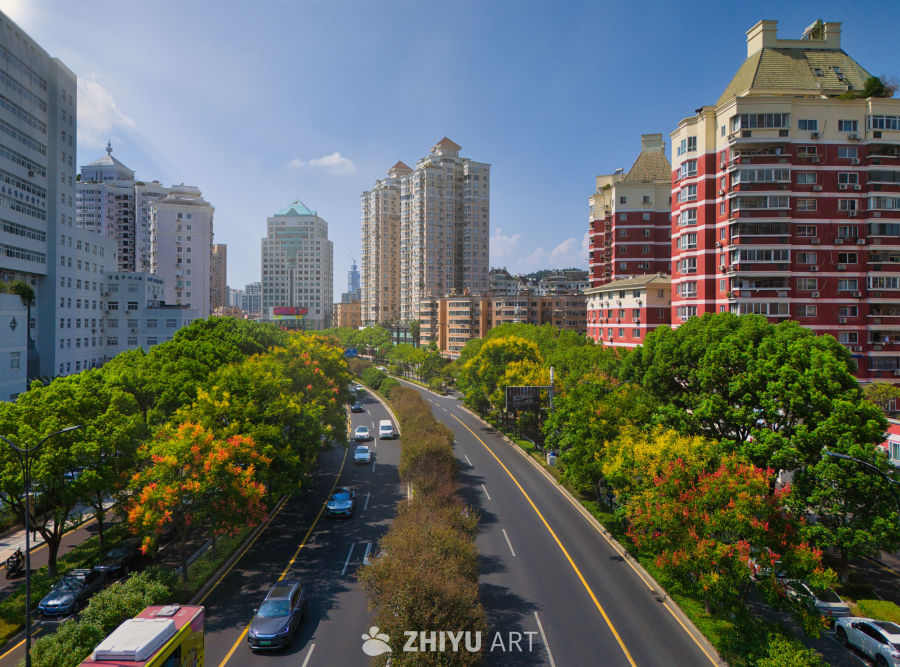 都市街景：绿树与高楼的交响
