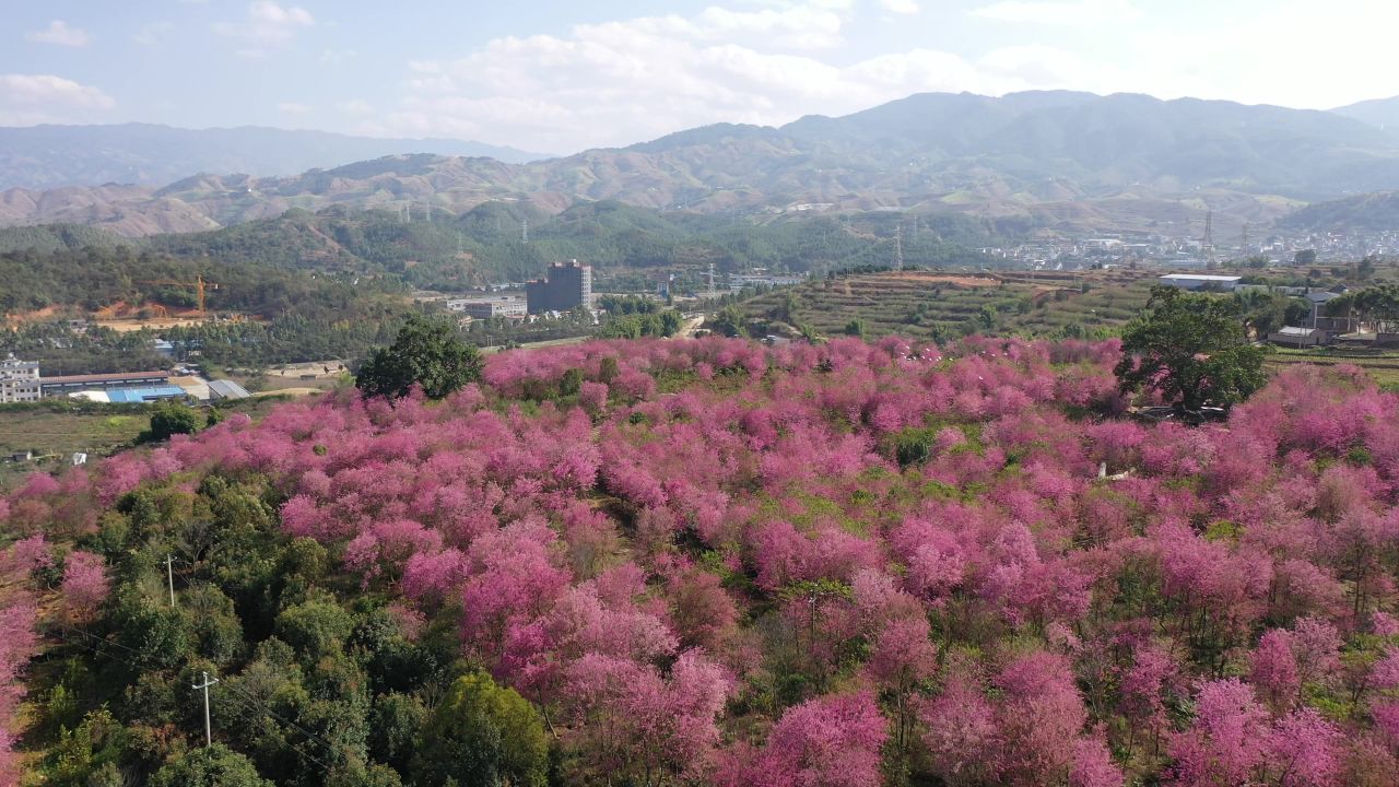 樱花航拍
