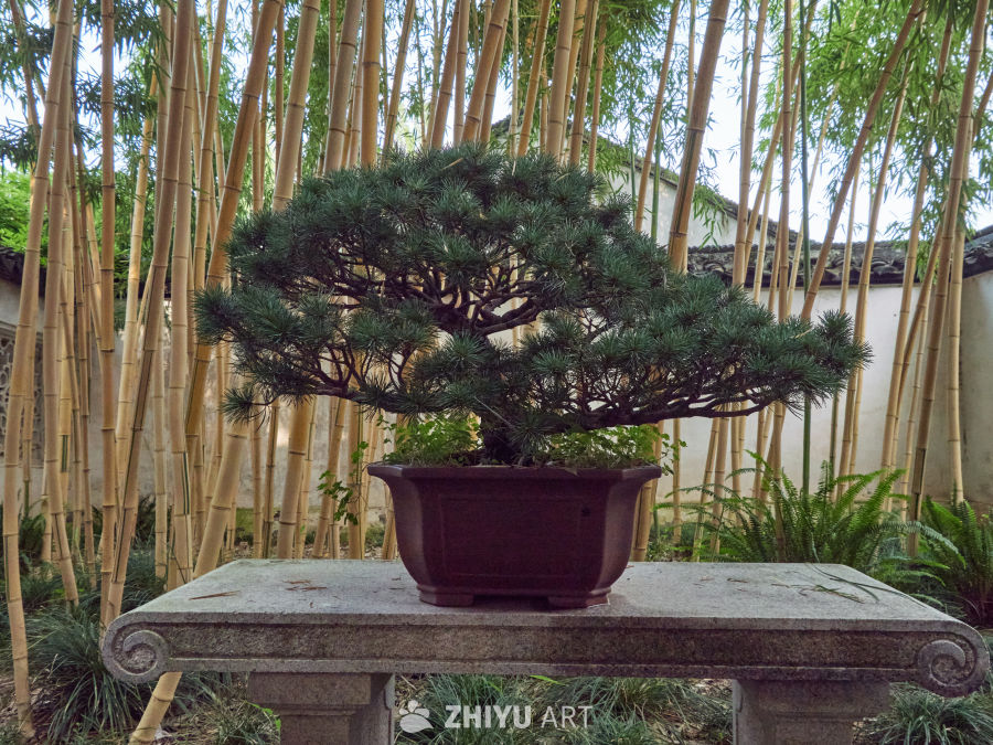 沧浪亭内石台上的精致松树盆景