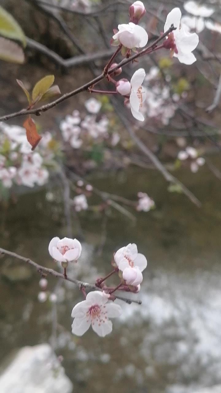 小溪边的桃花枝