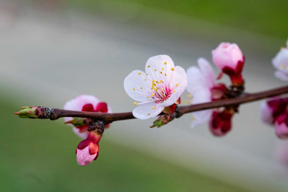 樱花