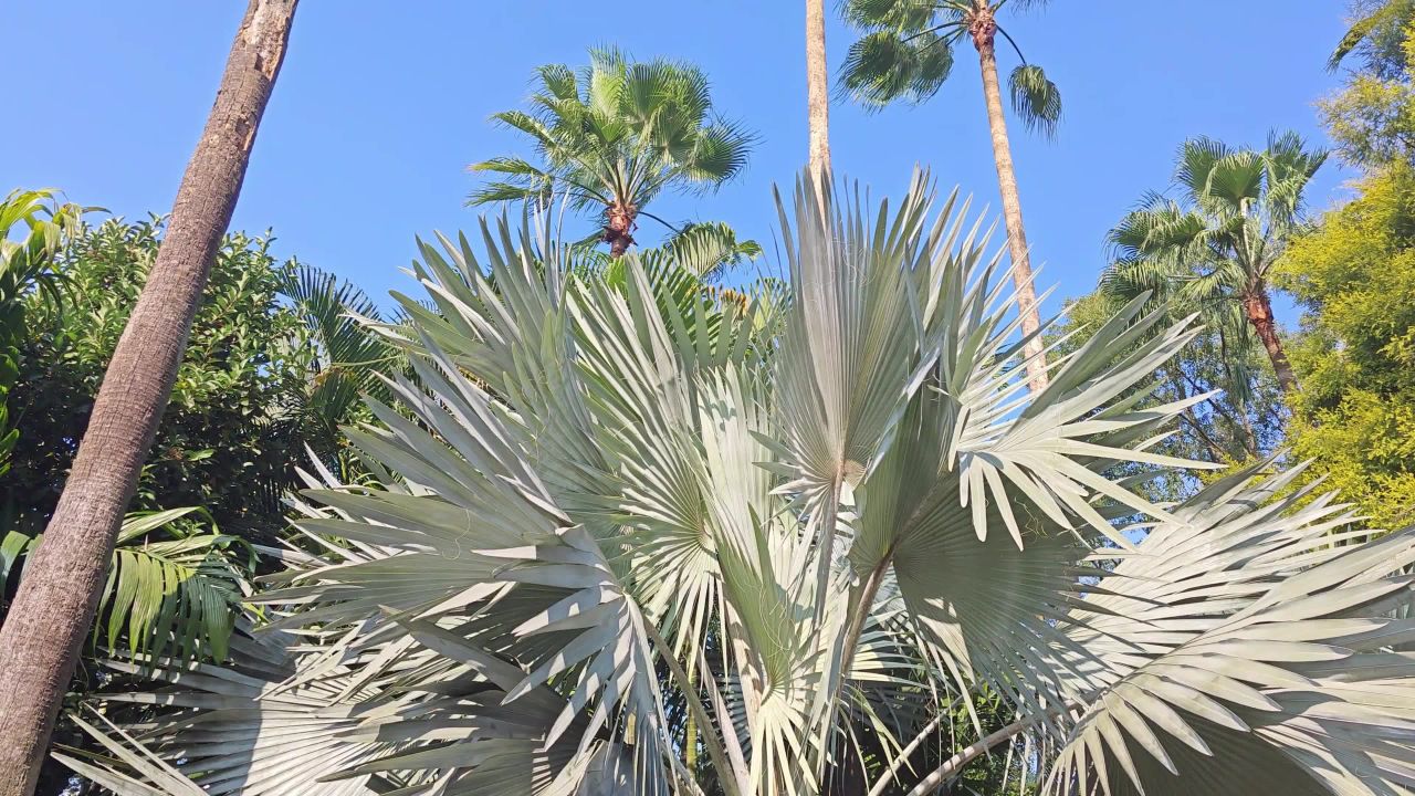 4K蓝天霸王棕棕榈和王棕上摇旋转