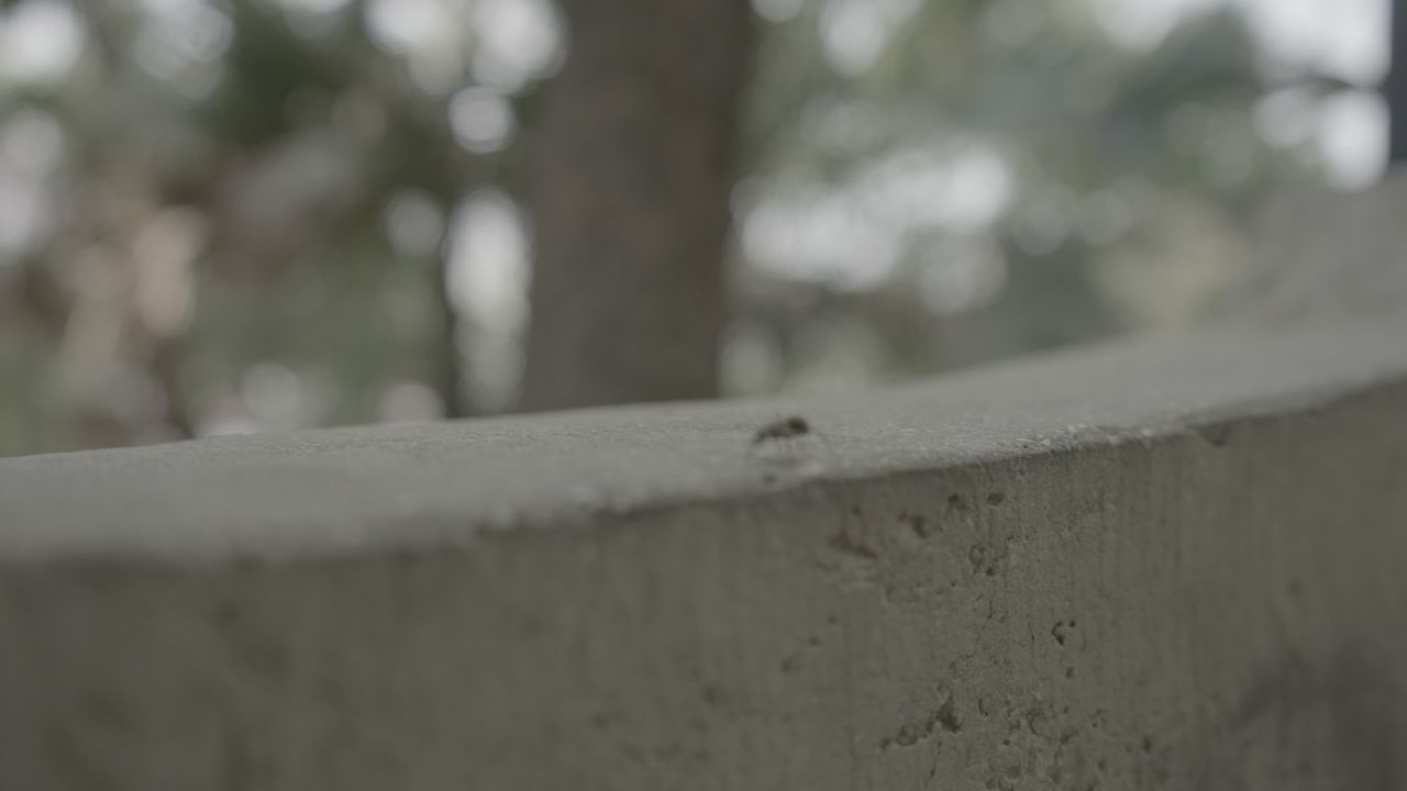 蚂蚁 1