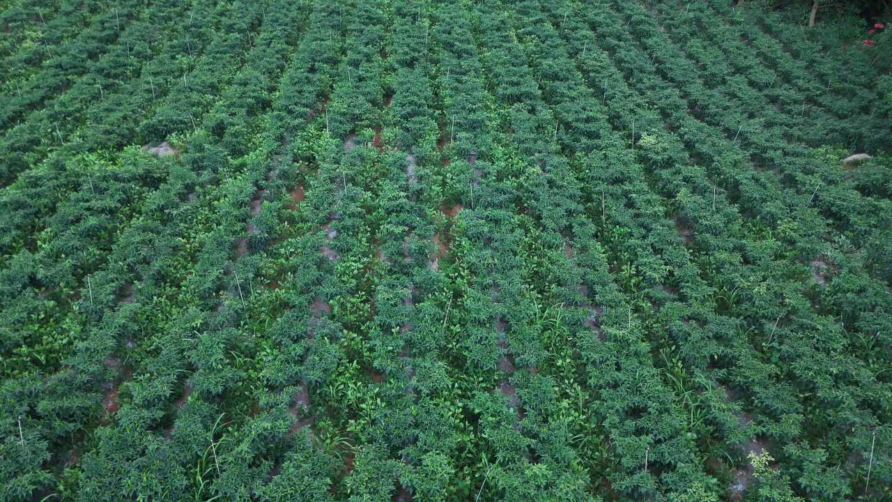 绿意盎然的农田