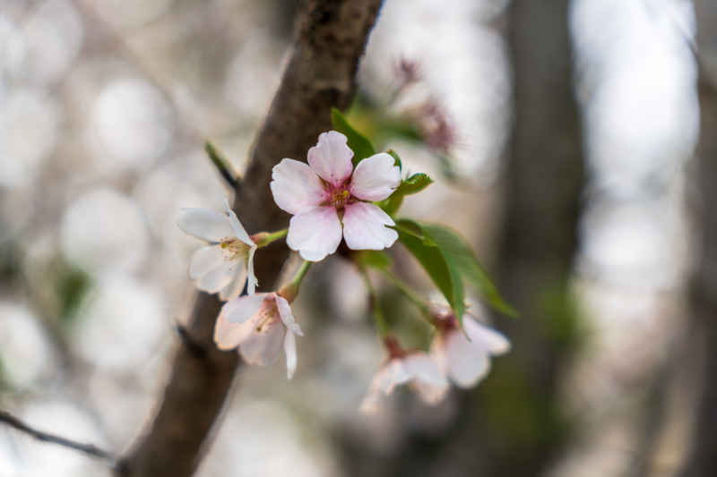 樱花