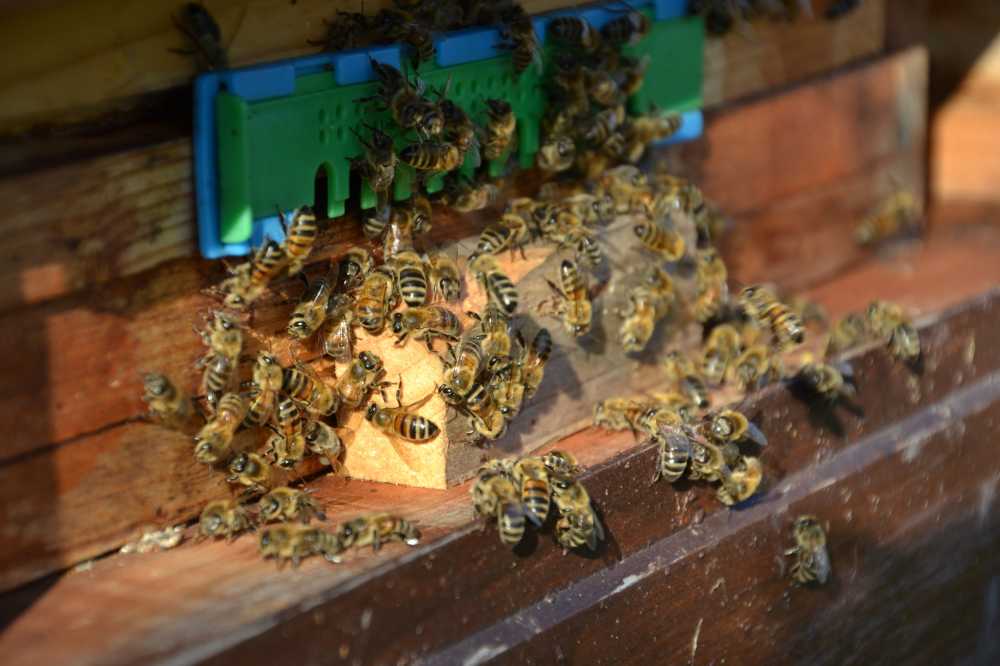 蜜蜂昆虫蜂箱昆虫