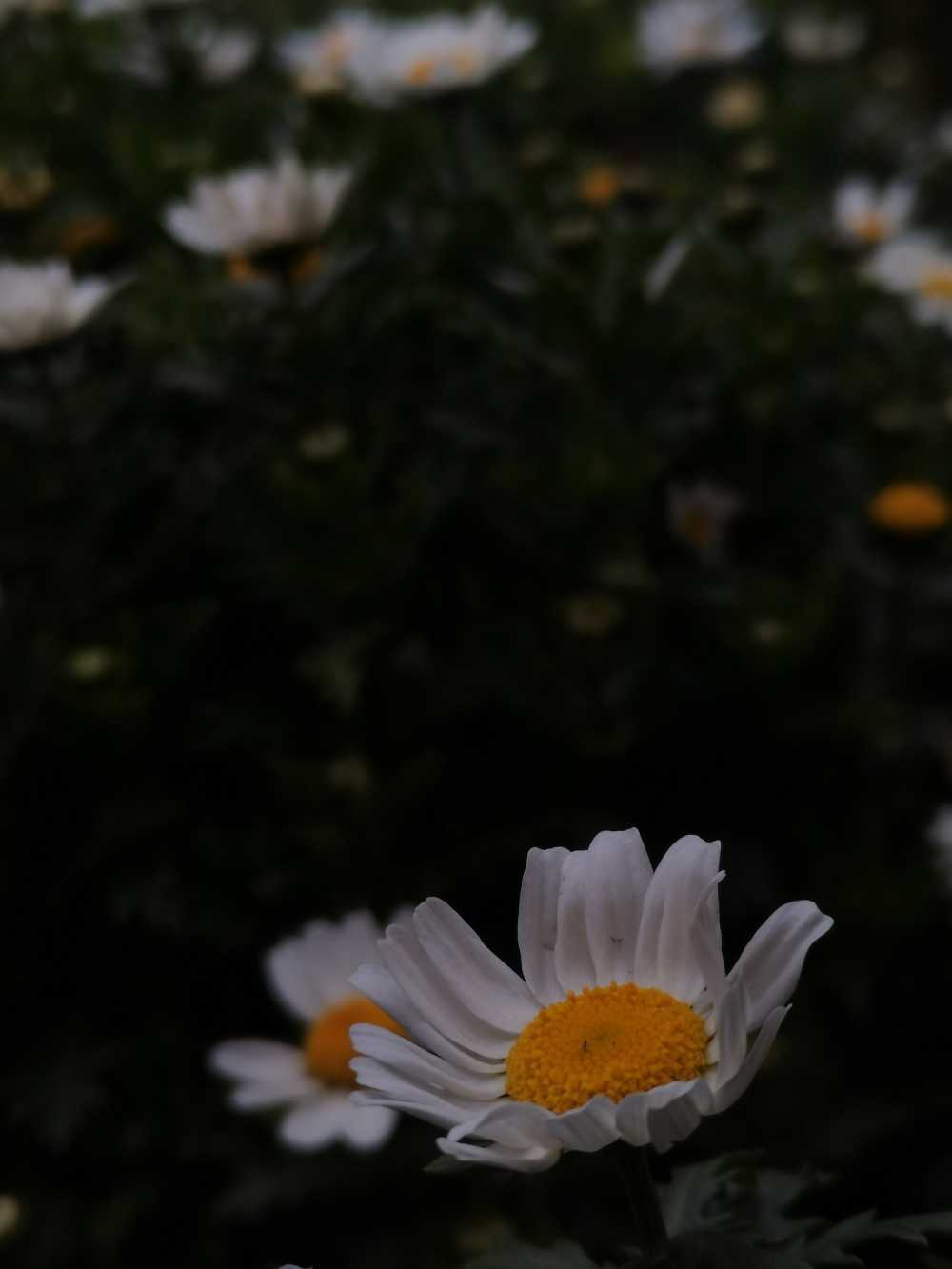雏菊