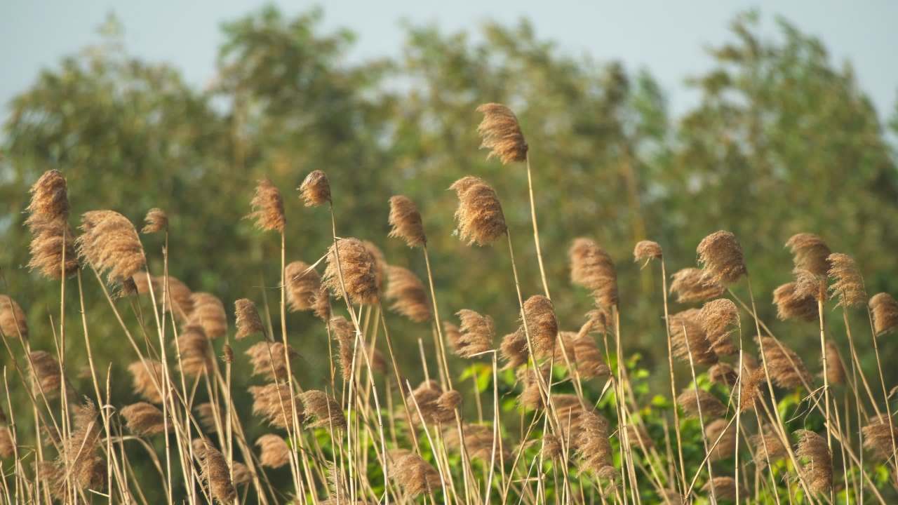 秋天芦苇荻芒菖蒲 22