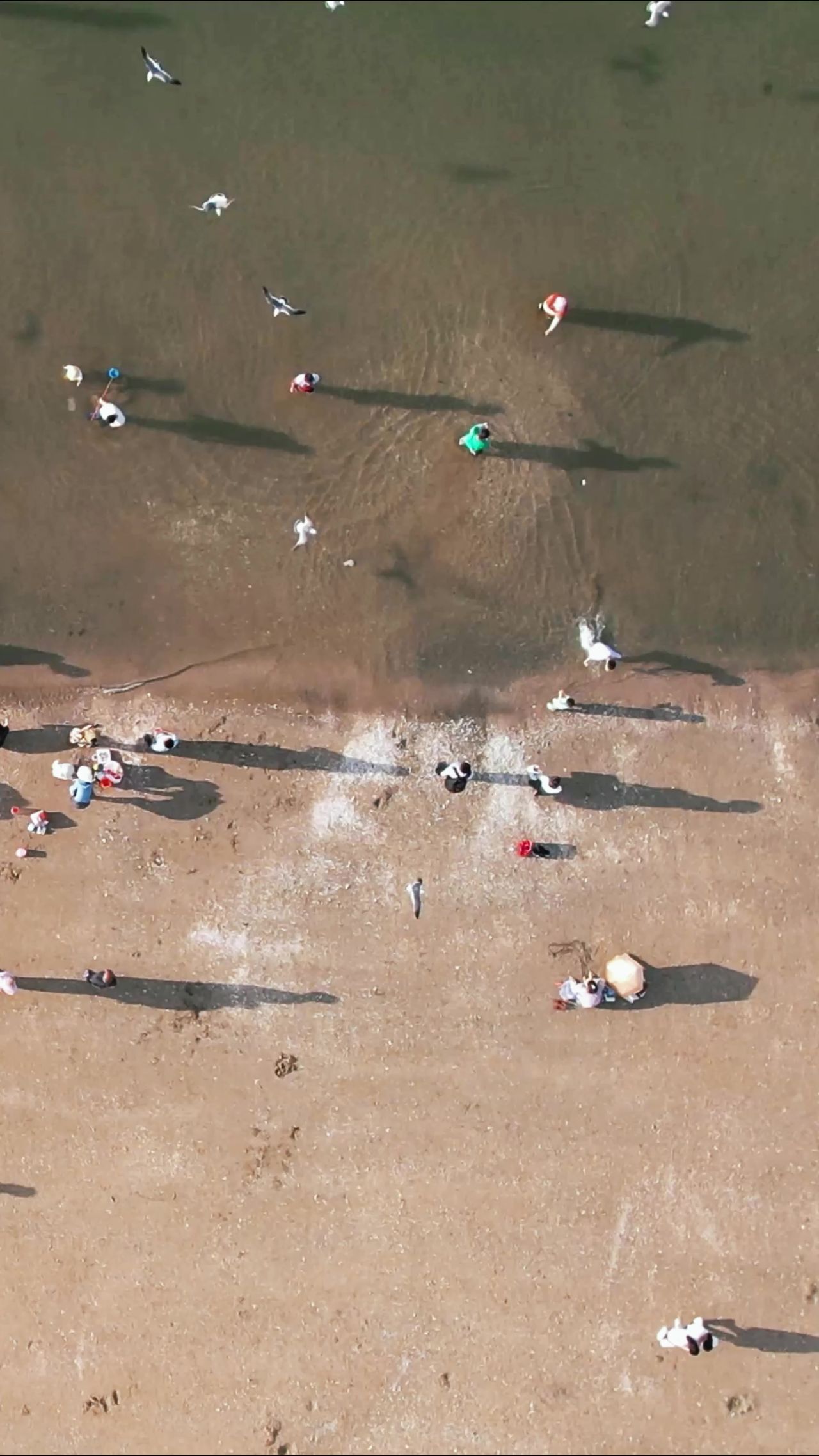 俯拍大海海浪沙滩海鸥竖屏  