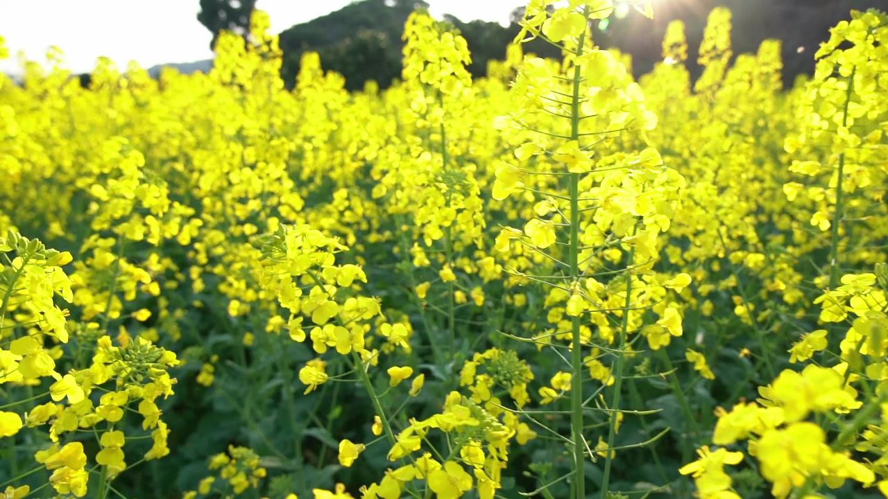 油菜花