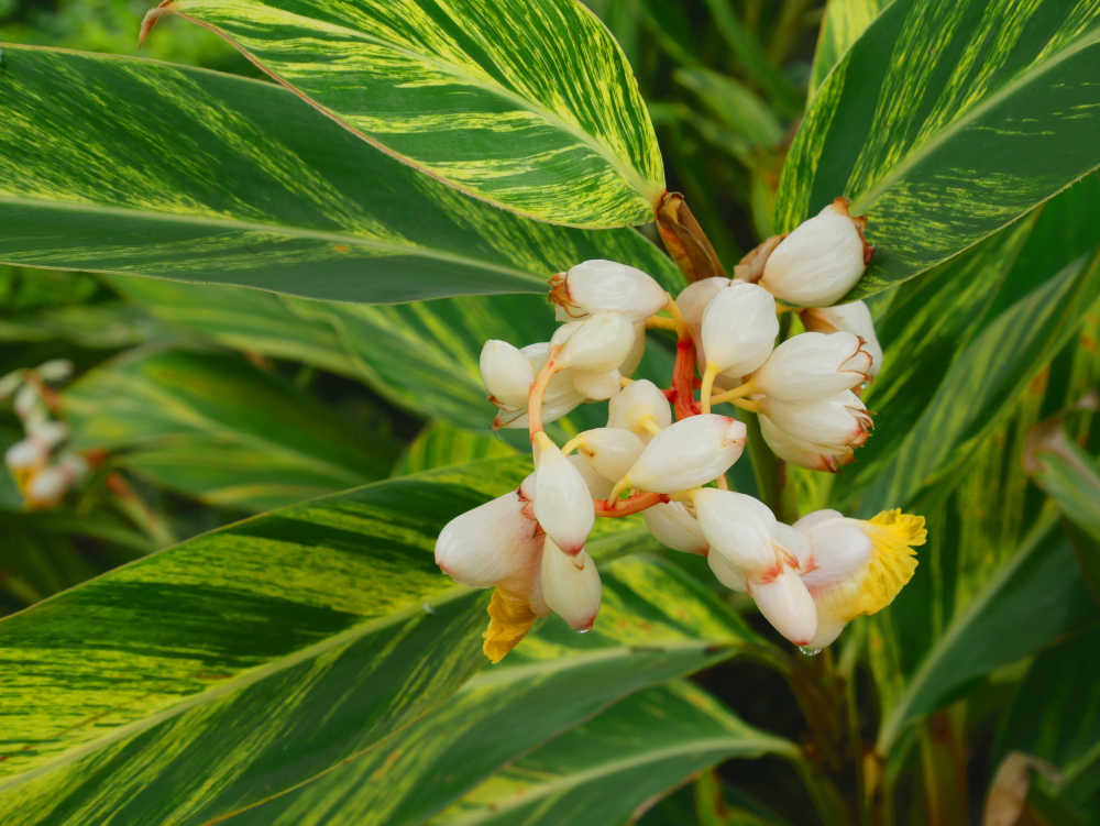 花叶艳山姜花特写