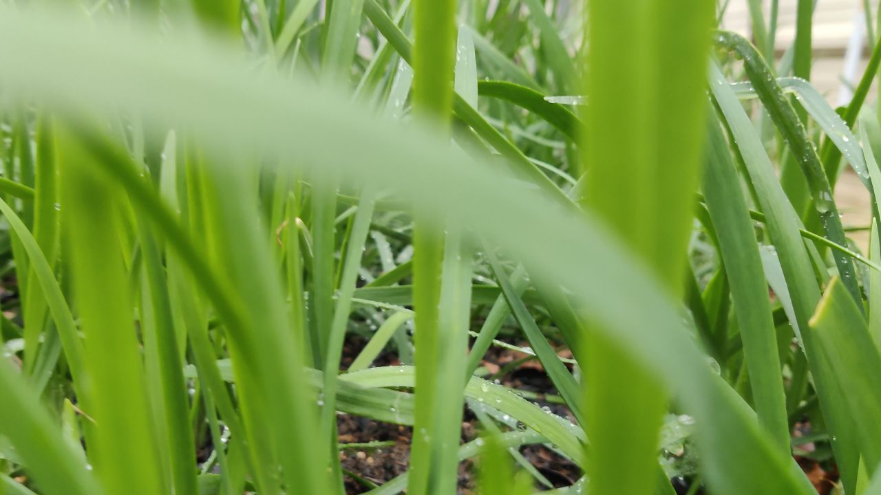 草