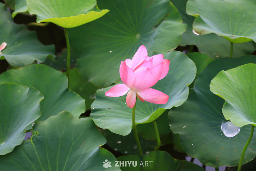 盛夏荷花 84