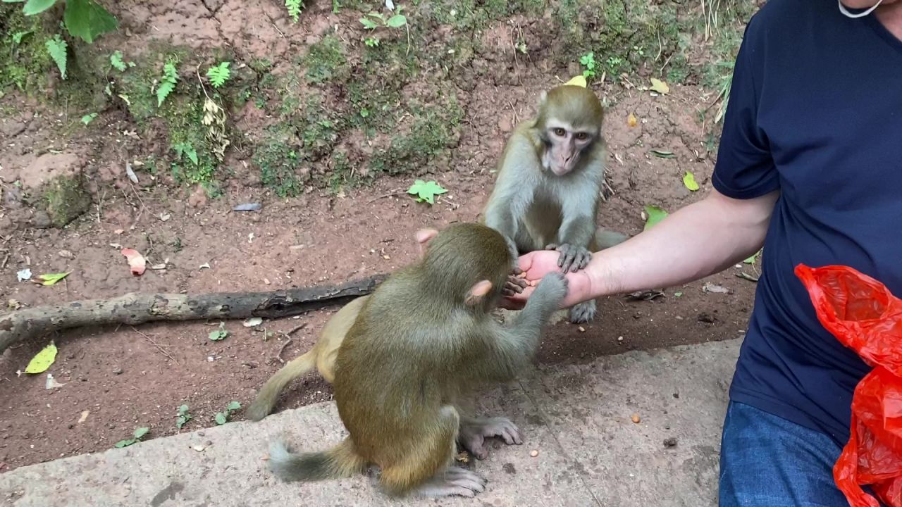 饲养员给猴子喂食花生