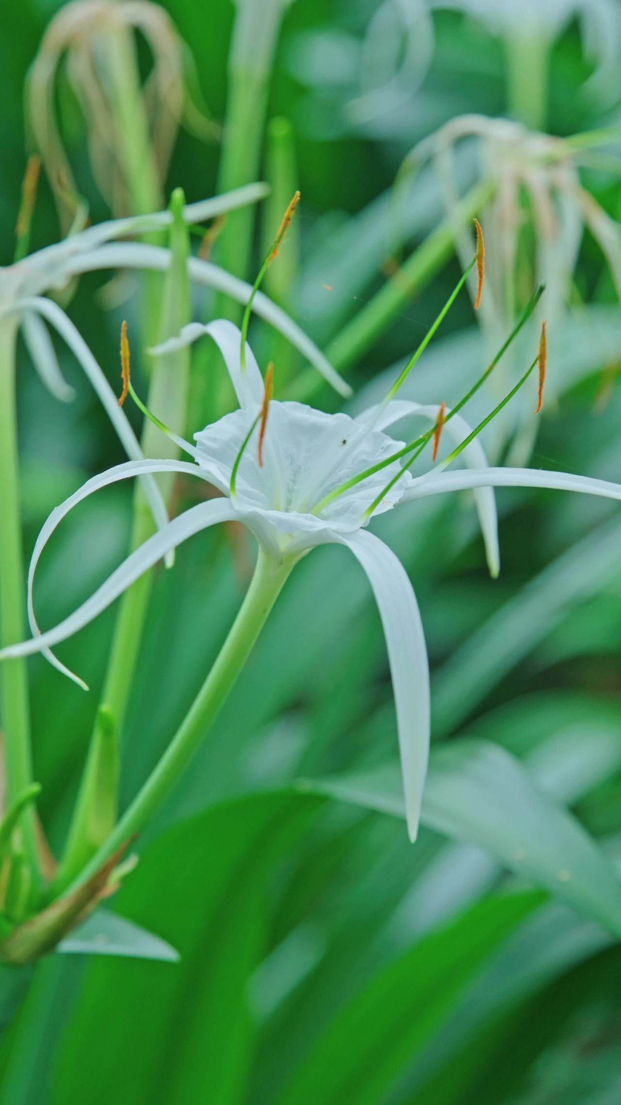 植物特写|文殊兰，兰花