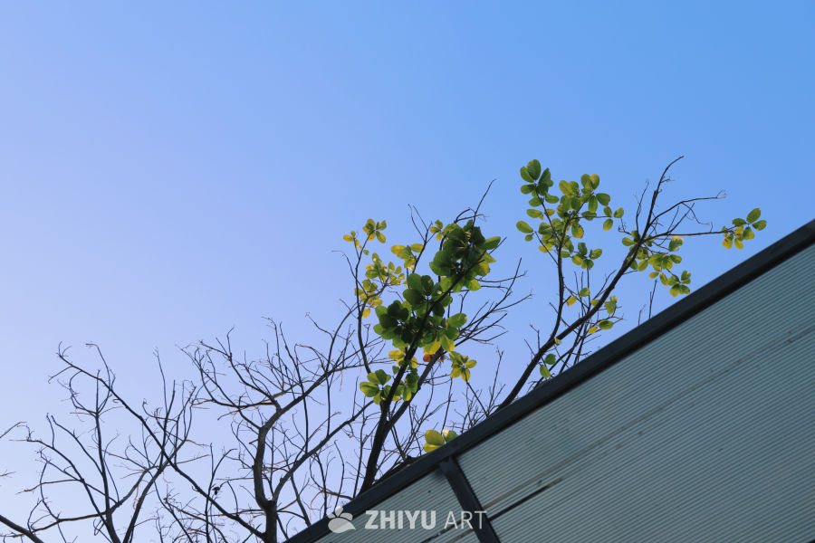 蓝天下的绿意枝头