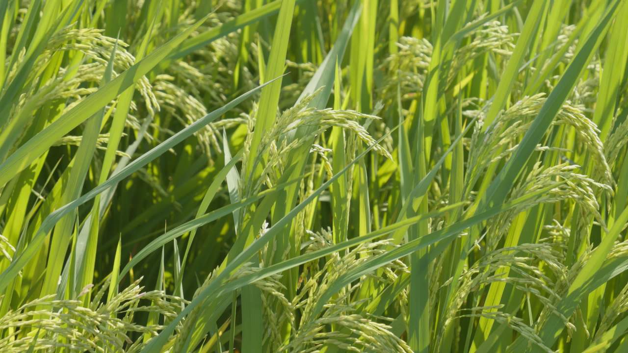 水稻粮食庄稼五常大米 27