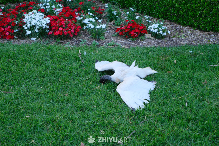 澳大利亚 Centennial Park 3