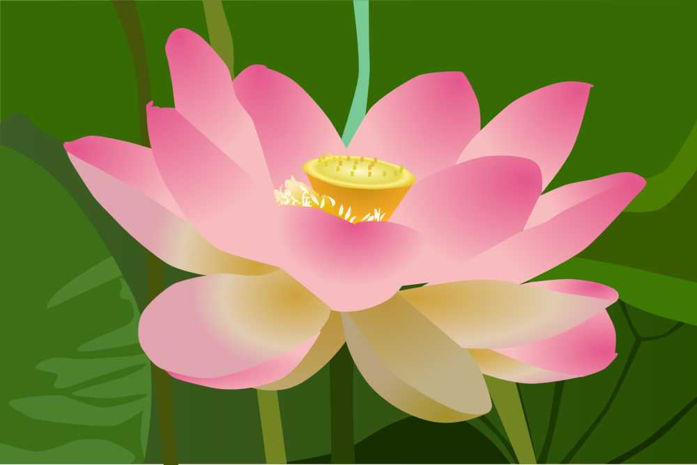 莲花花美美丽开花盛开花的植物区系粉红色池叶子花瓣绿色小花