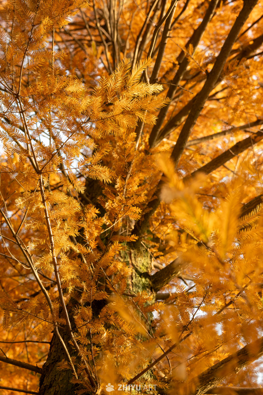 枝桠间的暖光，是秋的信笺