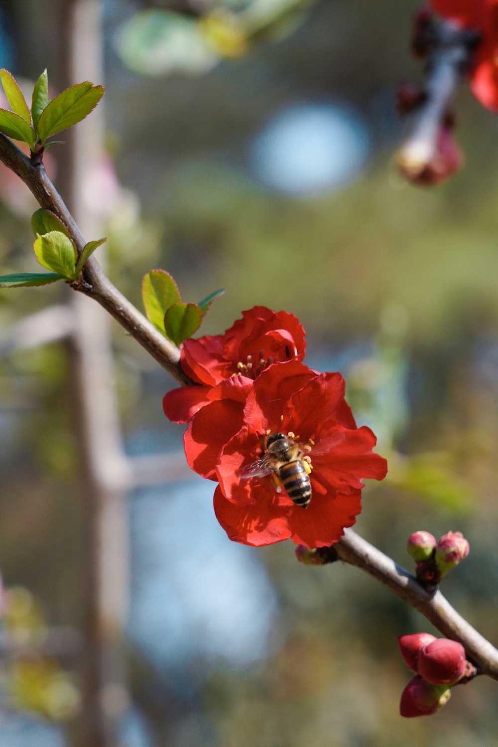 百花开放蜂蝶忙