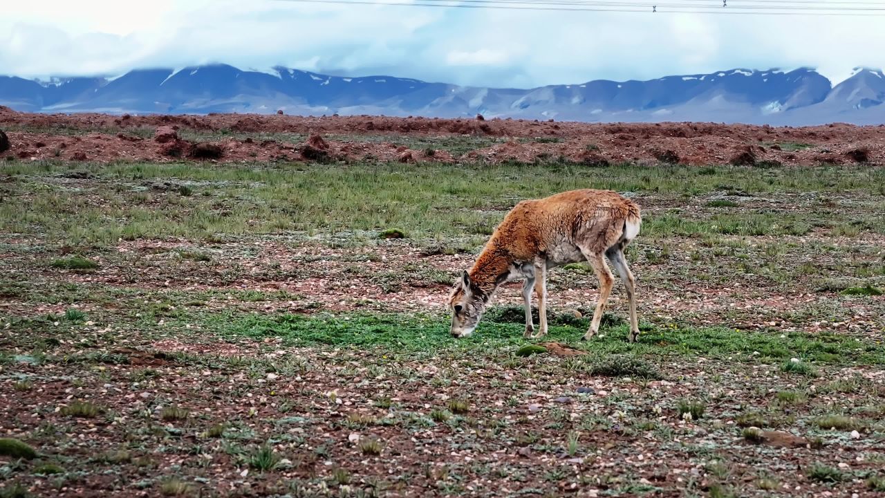 青海青藏高原可可西里藏羚羊实拍航拍视频