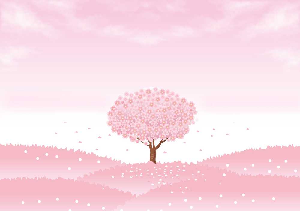 春天背景樱花树樱桃树樱花春树盛开樱桃天空开花粉红色