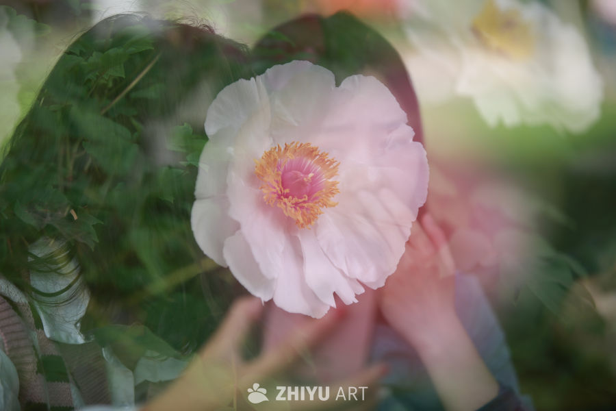 心形花语